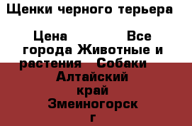 Щенки черного терьера › Цена ­ 35 000 - Все города Животные и растения » Собаки   . Алтайский край,Змеиногорск г.